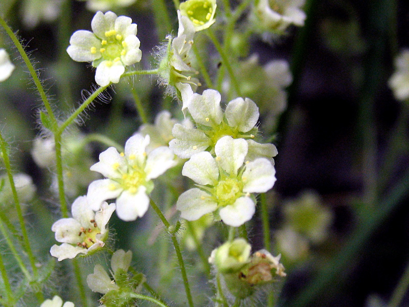 Saxifraga arachnoidea Sterub. / Sassifraga ragnatelosa